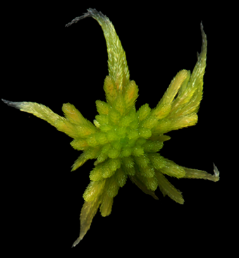 : Sphagnum (Cuspidata) angustifolium.