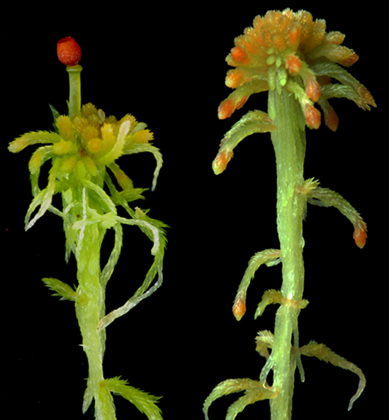 : Sphagnum (Cuspidata) angustifolium.