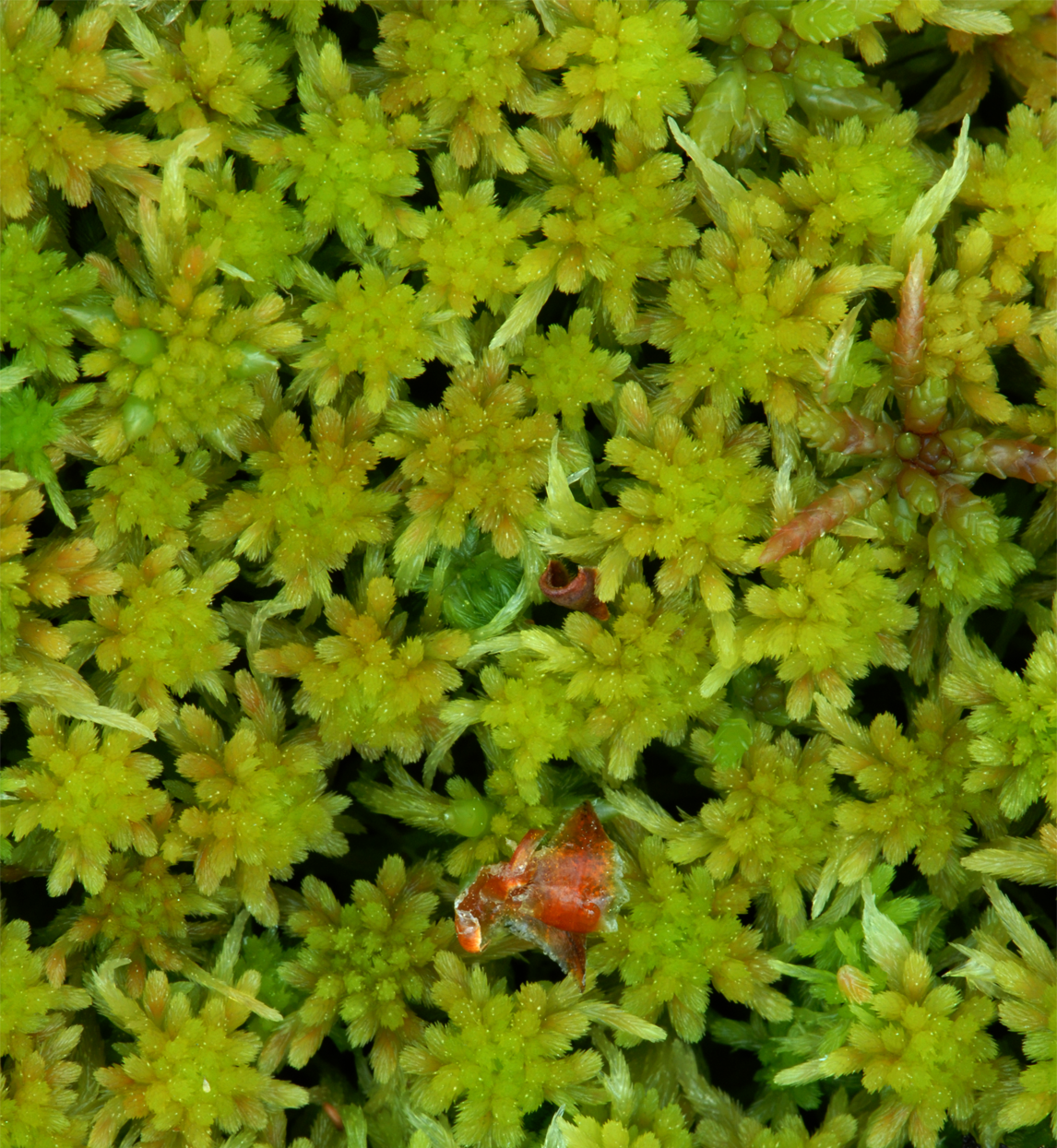 : Sphagnum (Cuspidata) angustifolium.