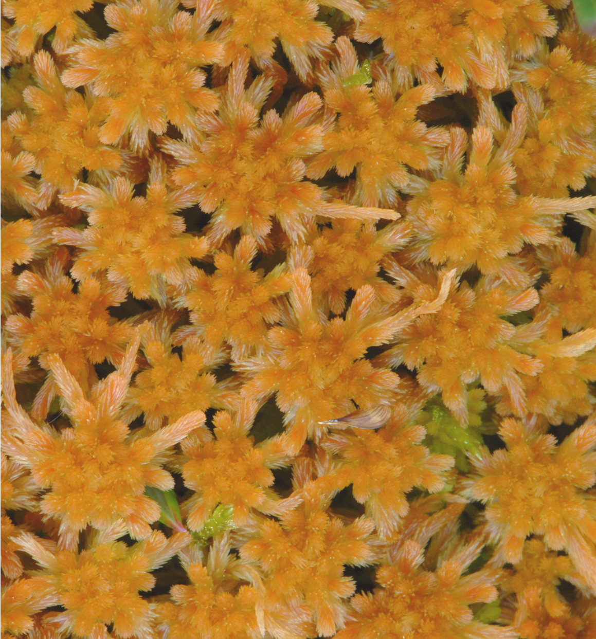 : Sphagnum angustifolium.