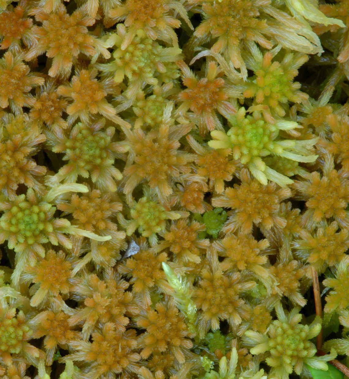 : Sphagnum (Cuspidata) angustifolium.