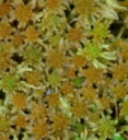 : Sphagnum angustifolium.