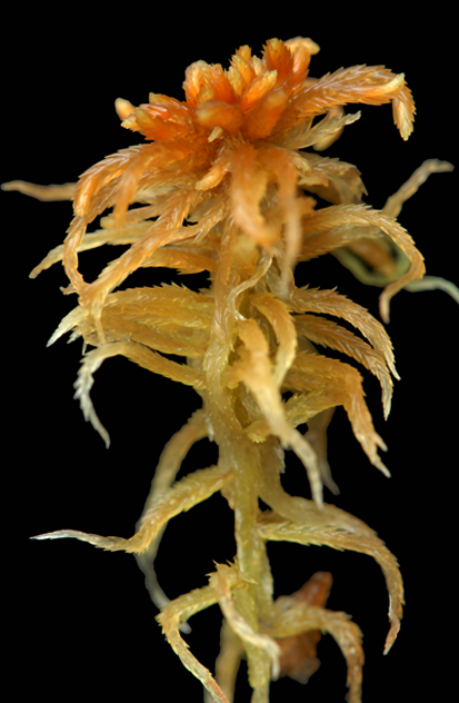 : Sphagnum (Cuspidata) fallax brevifolium.