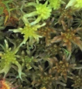 : Sphagnum fallax brevifolium.