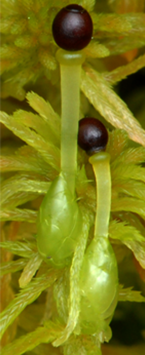 : Sphagnum (Cuspidata) flexuosum.