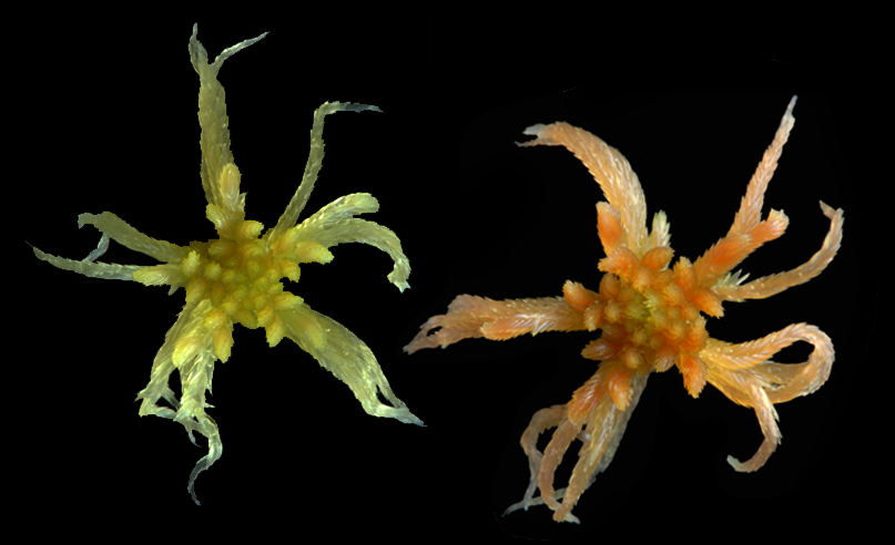 : Sphagnum (Cuspidata) flexuosum.