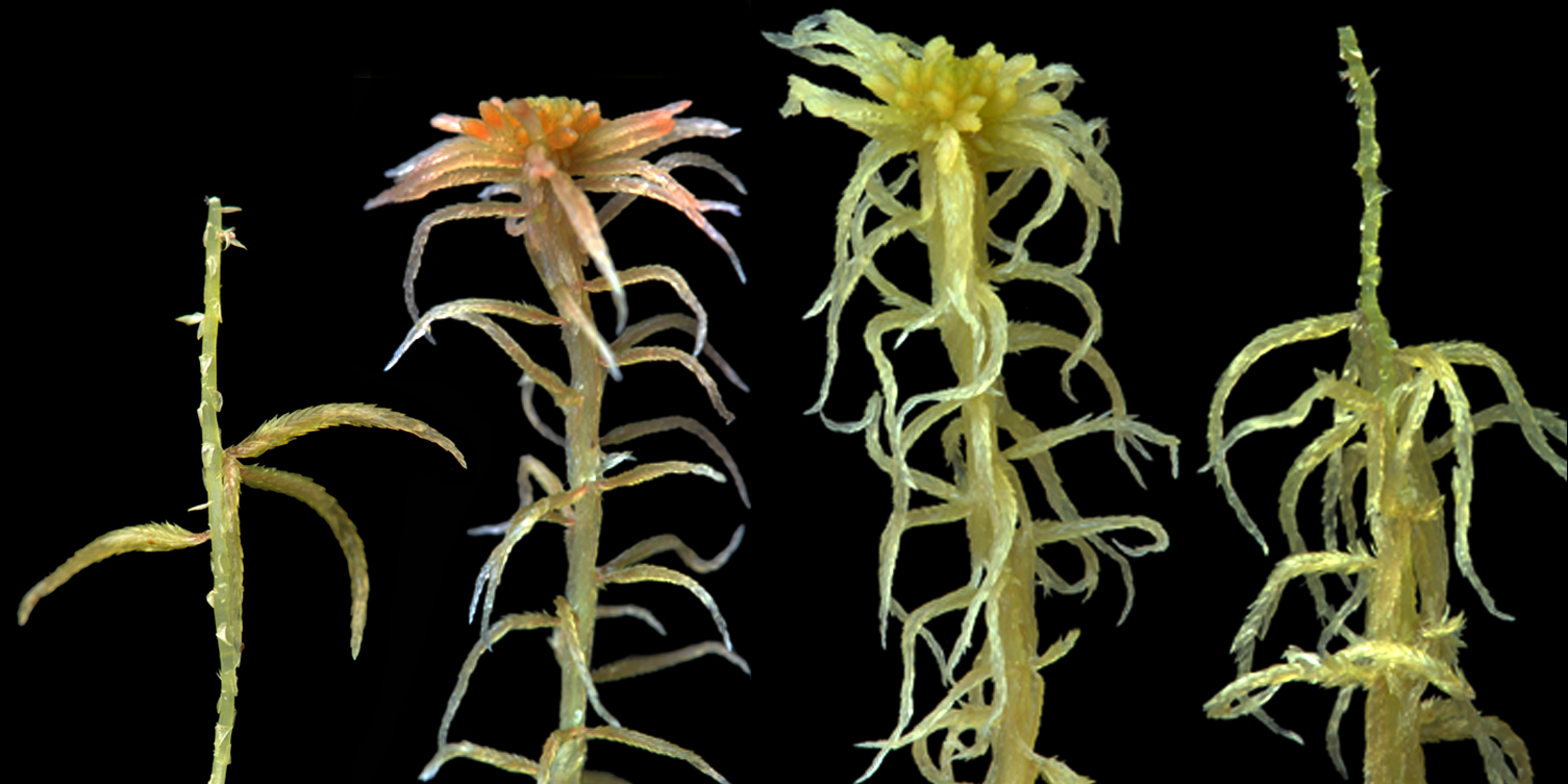 : Sphagnum (Cuspidata) flexuosum.