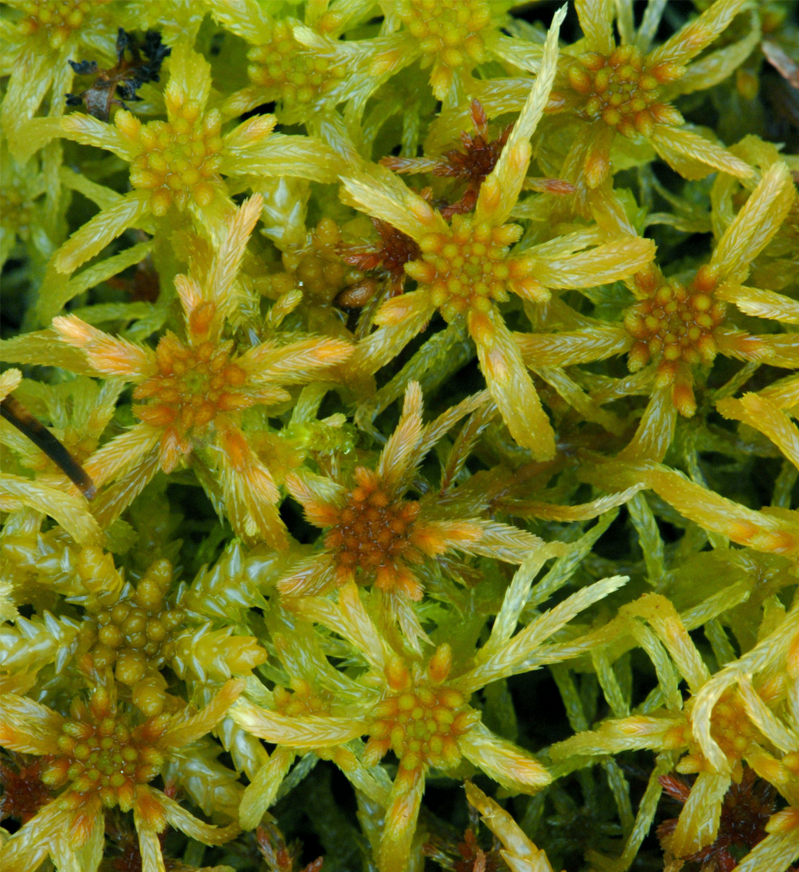 : Sphagnum flexuosum.