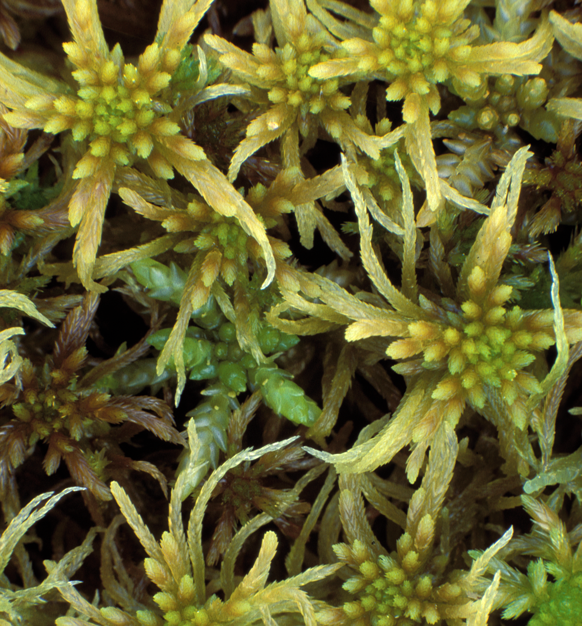 : Sphagnum (Cuspidata) flexuosum.