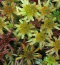 : Sphagnum fallax isoviitae.