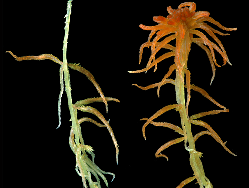 : Sphagnum (Cuspidata) fallax isoviitae.