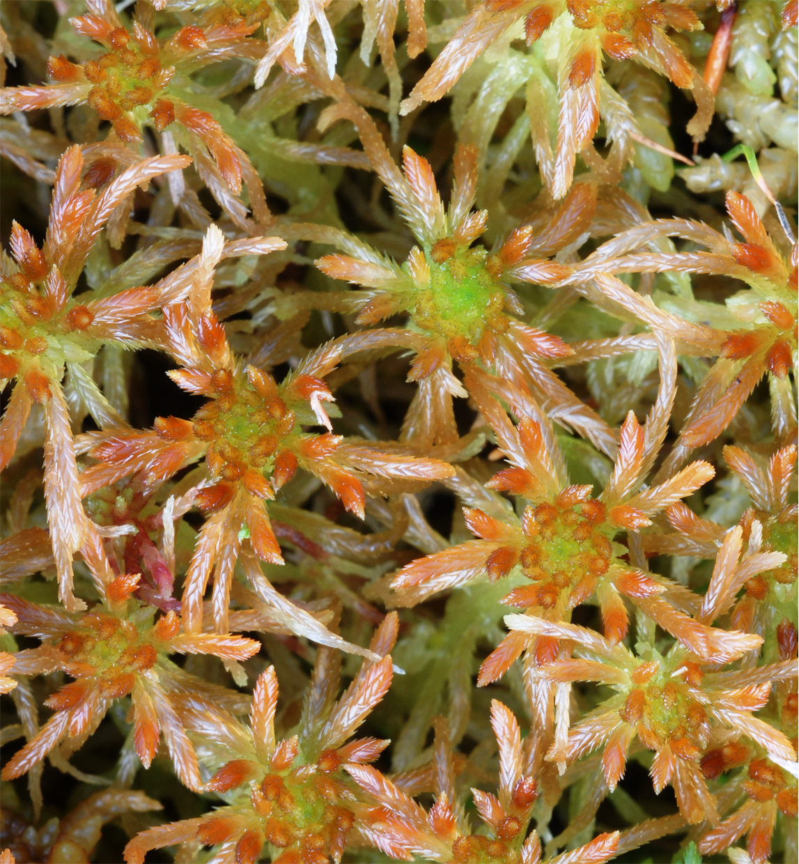 : Sphagnum (Cuspidata) fallax isoviitae.