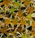 : Sphagnum fallax isoviitae.