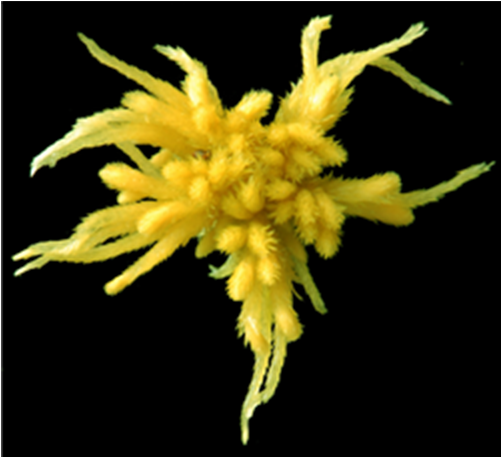 : Sphagnum (Cuspidata) recurvum.