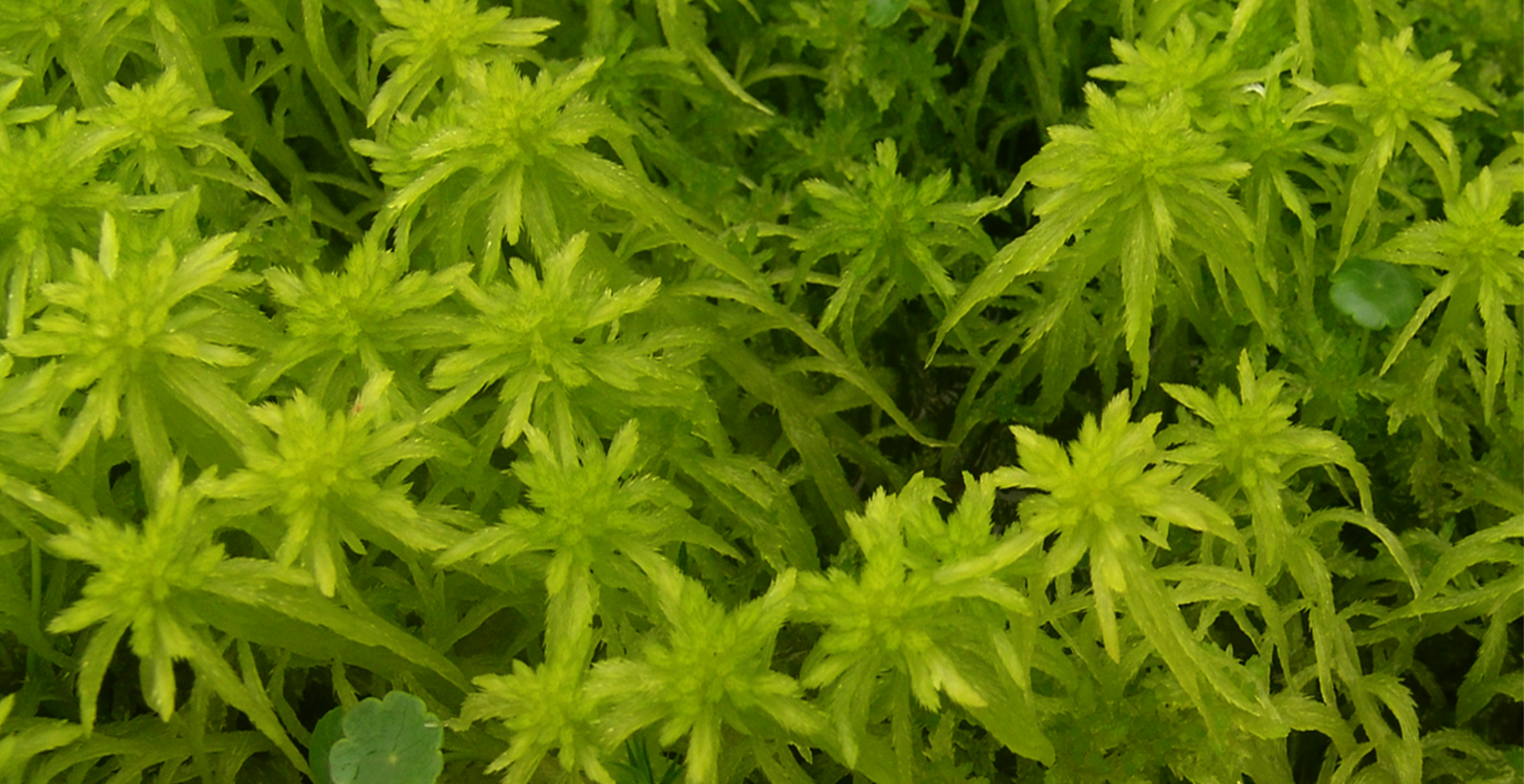 : Sphagnum (Cuspidata) recurvum.