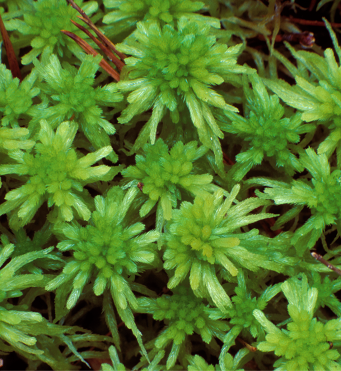 : Sphagnum recurvum.