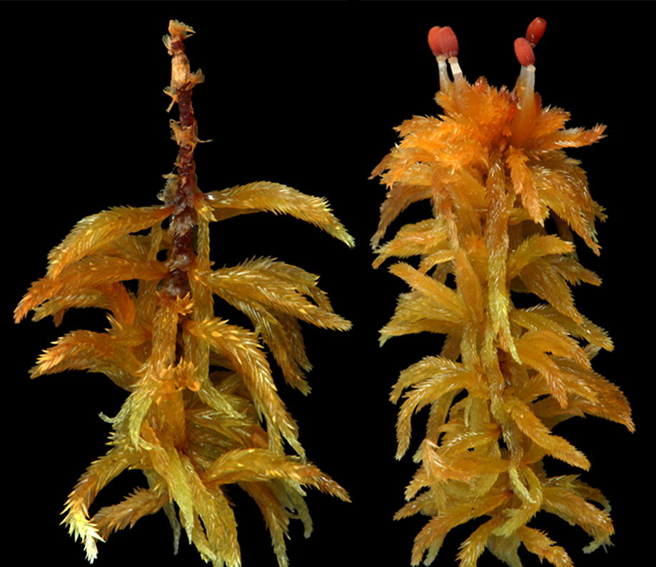 : Sphagnum lindbergii.