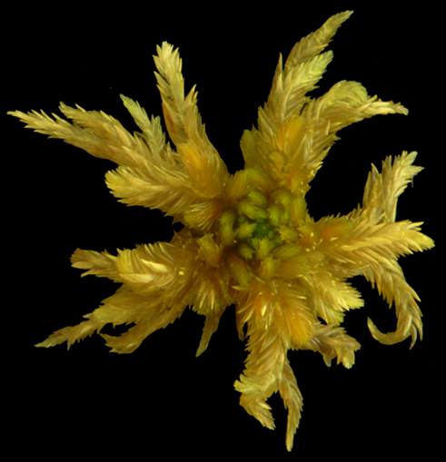 : Sphagnum obtusum.