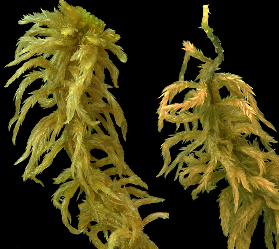 : Sphagnum (Cuspidata) obtusum.