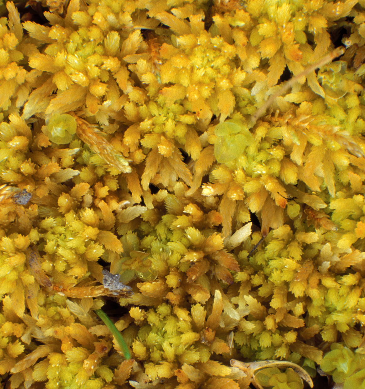 : Sphagnum (Cuspidata) obtusum.