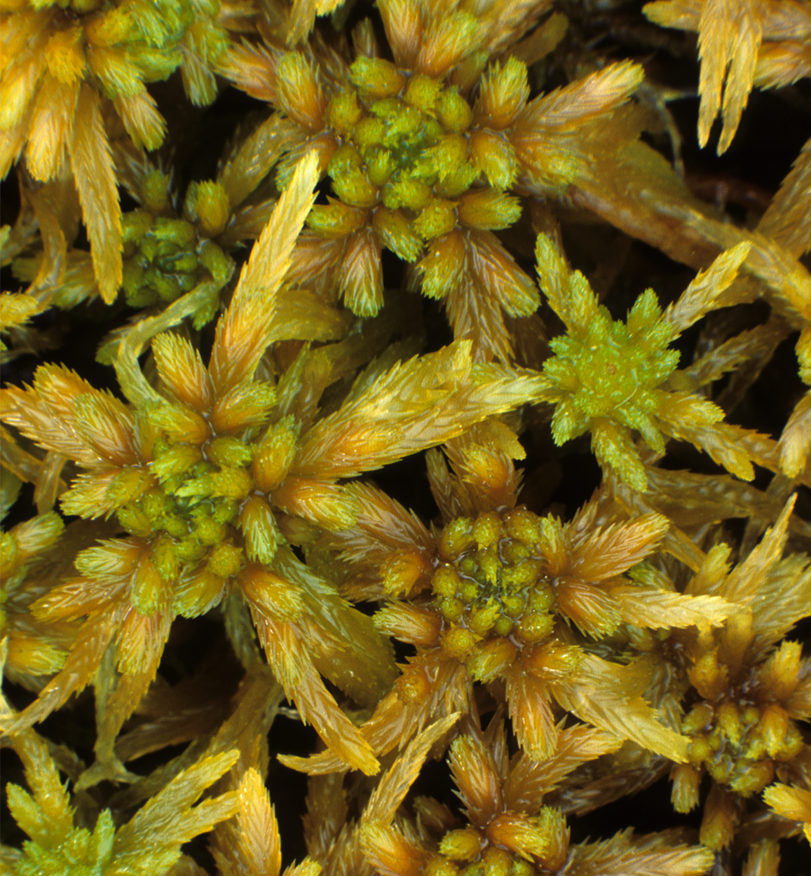 : Sphagnum (Cuspidata) obtusum.