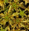 : Sphagnum obtusum.