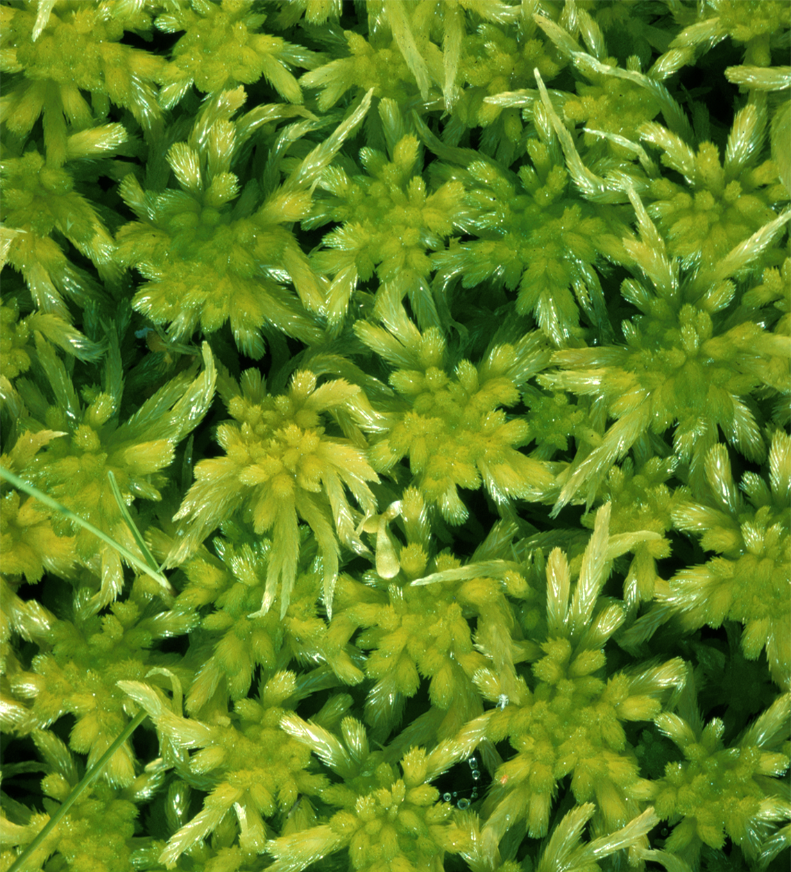 : Sphagnum obtusum.