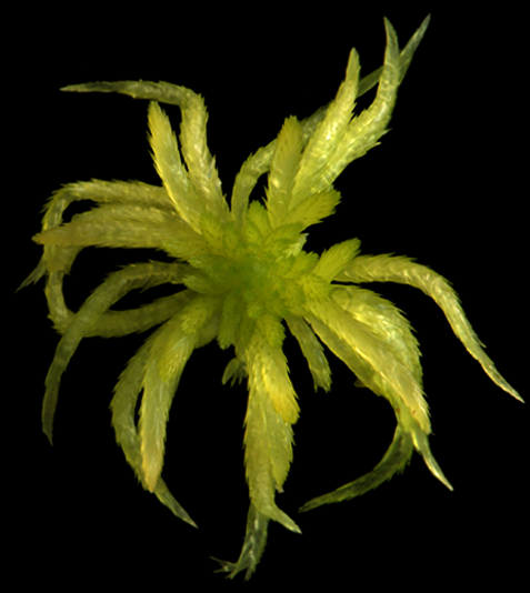 : Sphagnum riparium.