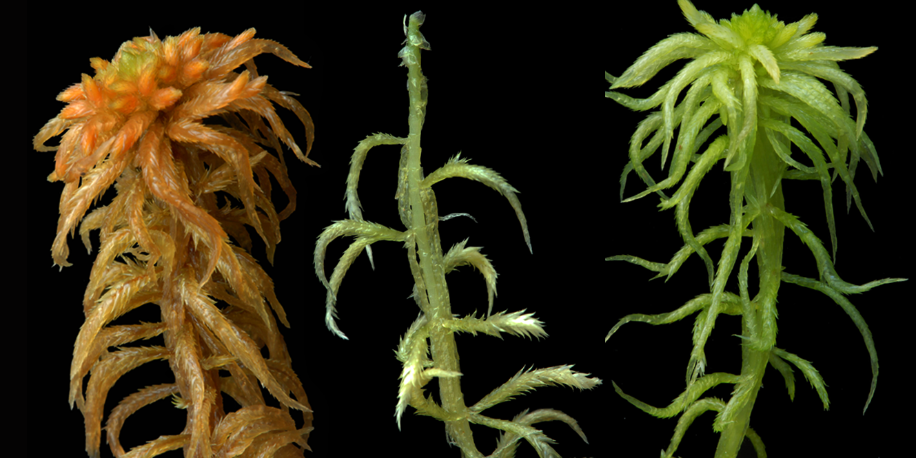 : Sphagnum riparium.