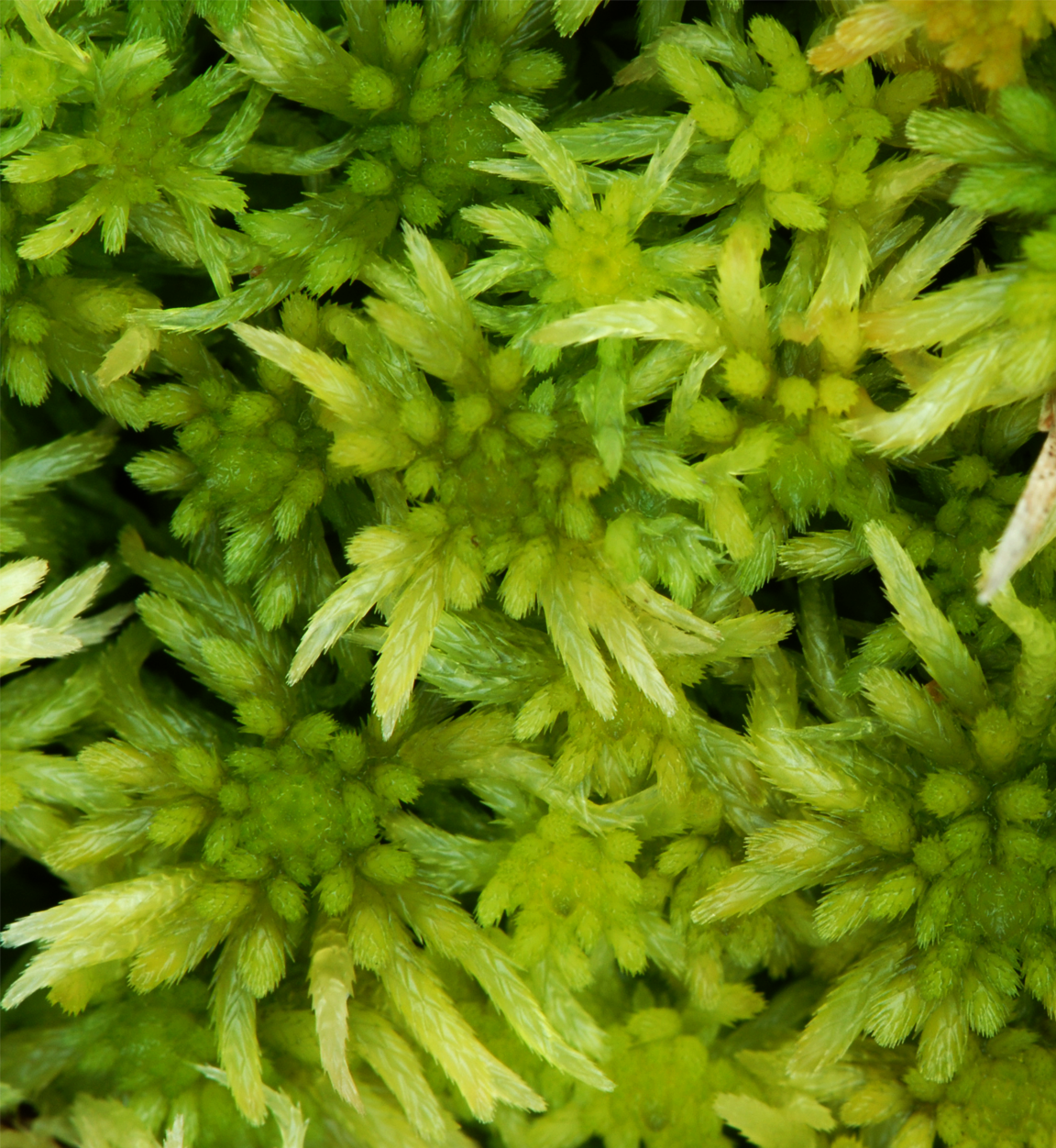 : Sphagnum riparium.