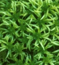 : Sphagnum (Cuspidata) riparium.