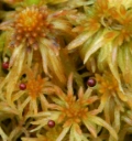 : Sphagnum riparium.