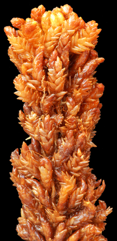 : Sphagnum (Sphagnum) steerei.