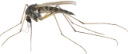 : Culicidae.
