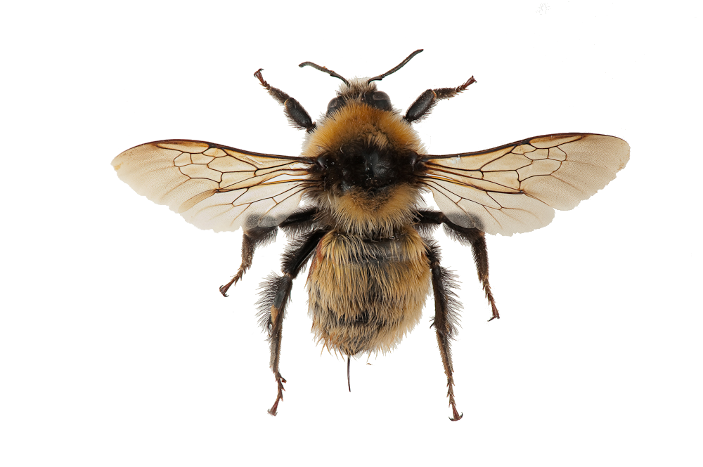 : Bombus (Subterraneobombus) distinguendus.