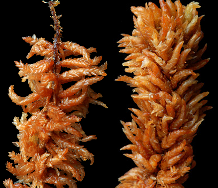 : Sphagnum austinii.