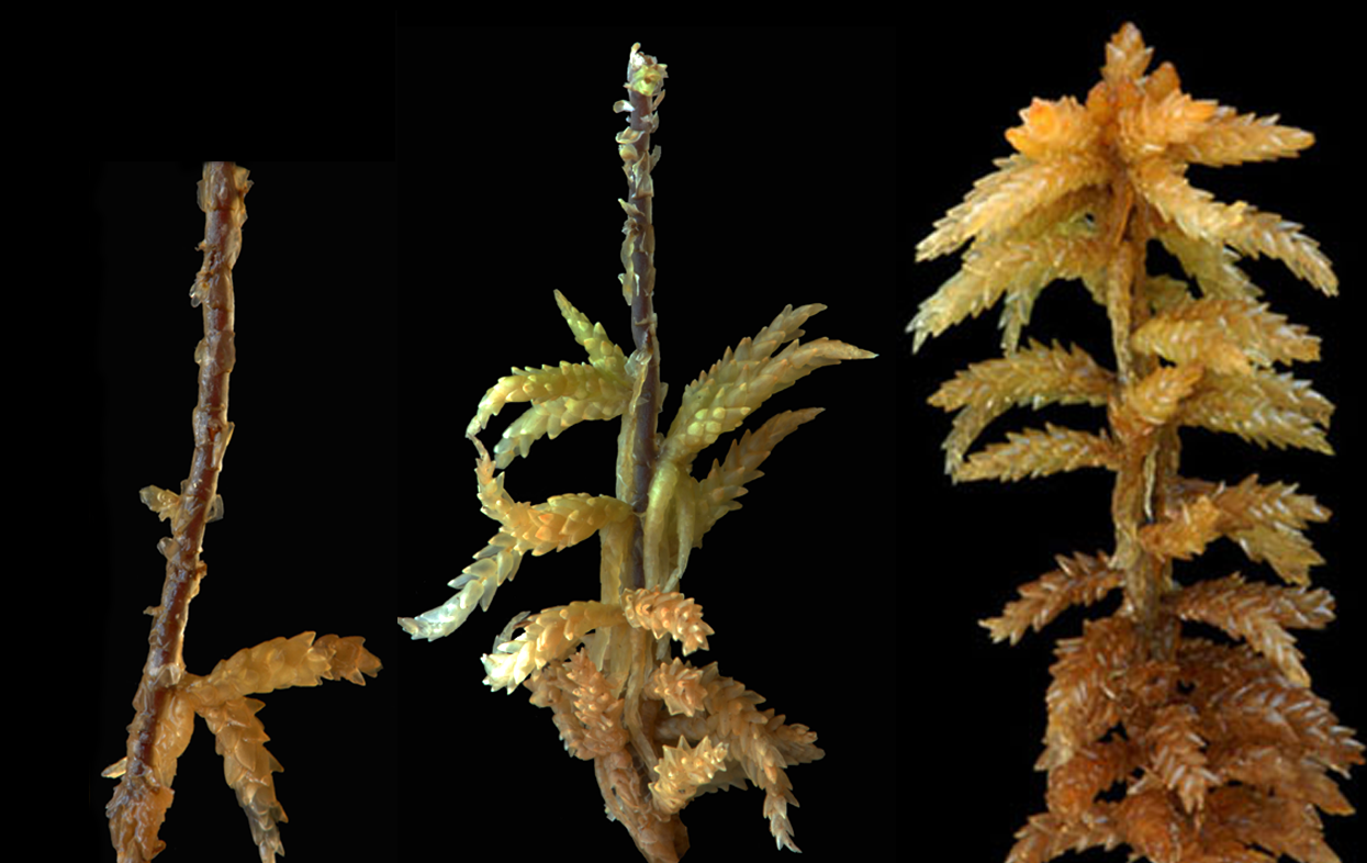 : Sphagnum (Sphagnum) affine.