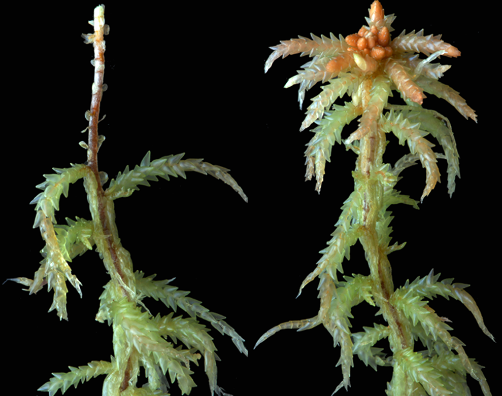 : Sphagnum palustre.