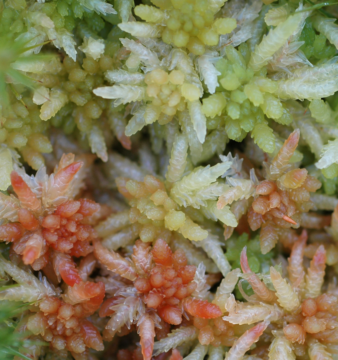 : Sphagnum (Sphagnum) palustre.