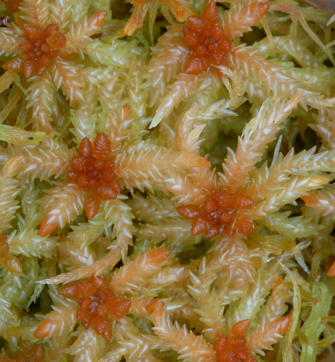 : Sphagnum palustre.