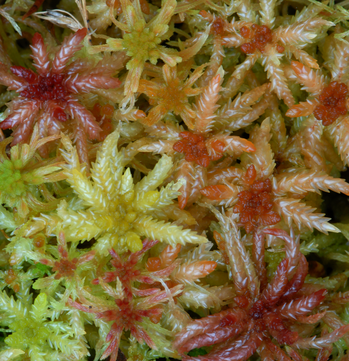 : Sphagnum (Sphagnum) centrale.