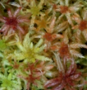 : Sphagnum centrale.