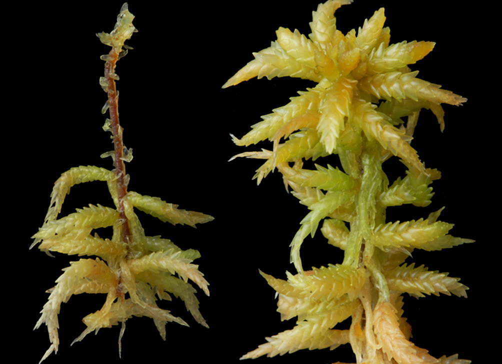 : Sphagnum (Sphagnum) centrale.