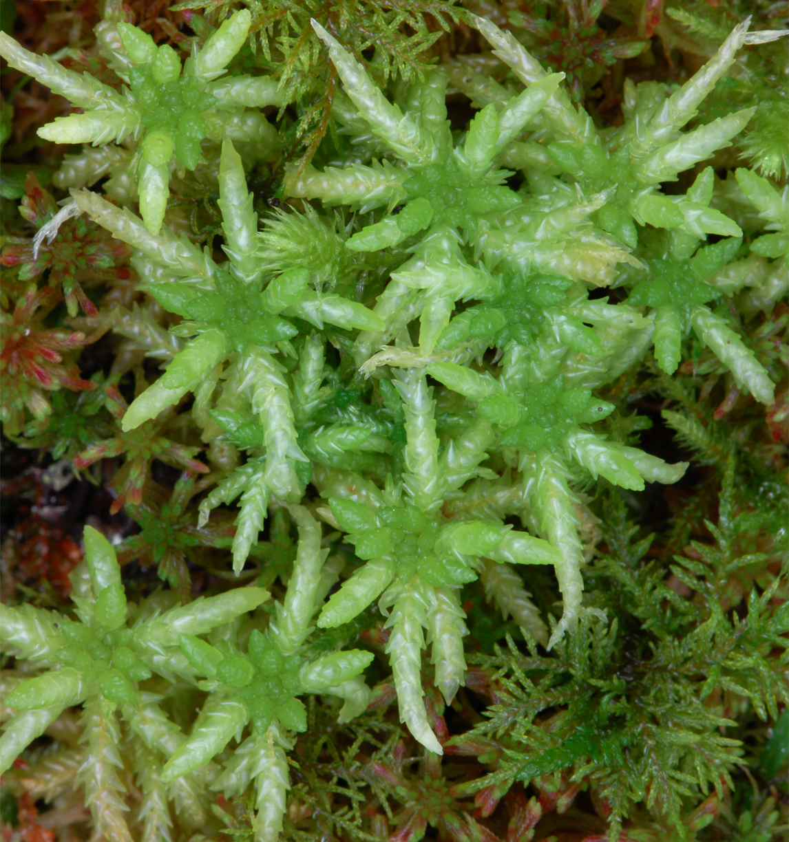 : Sphagnum (Sphagnum) centrale.