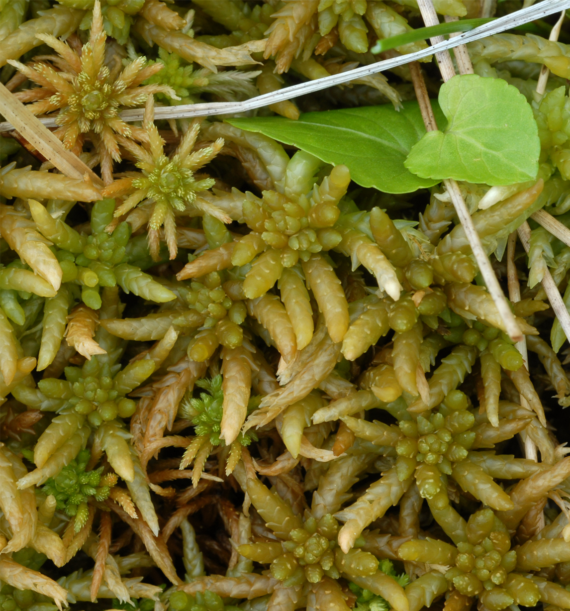 : Sphagnum (Sphagnum) centrale.