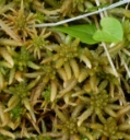 : Sphagnum centrale.