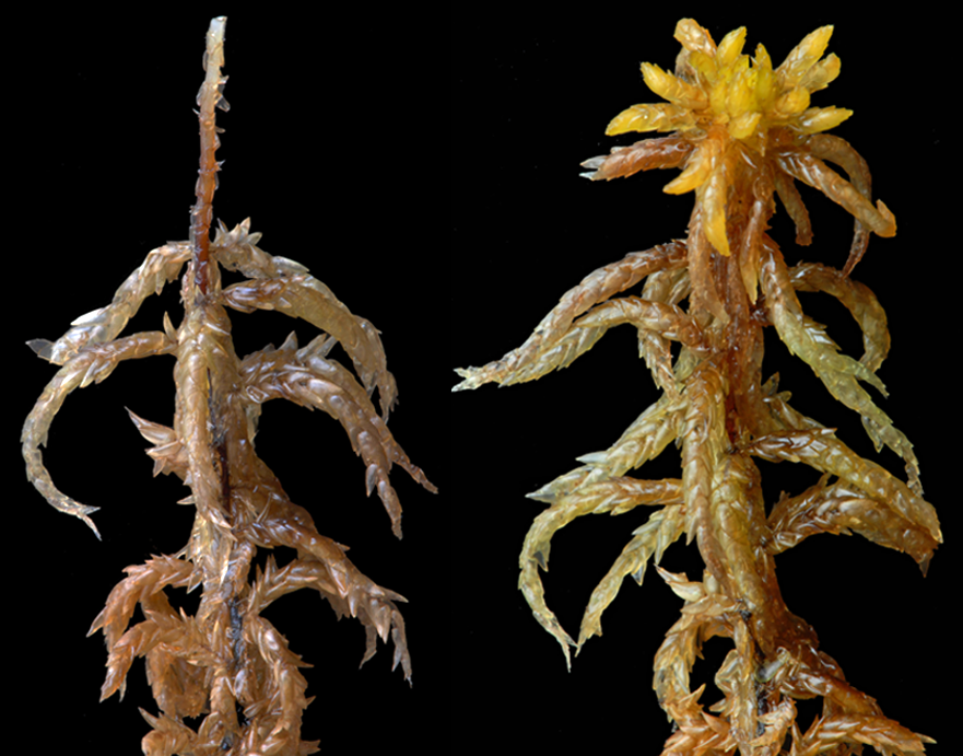 : Sphagnum (Subsecunda) auriculatum.