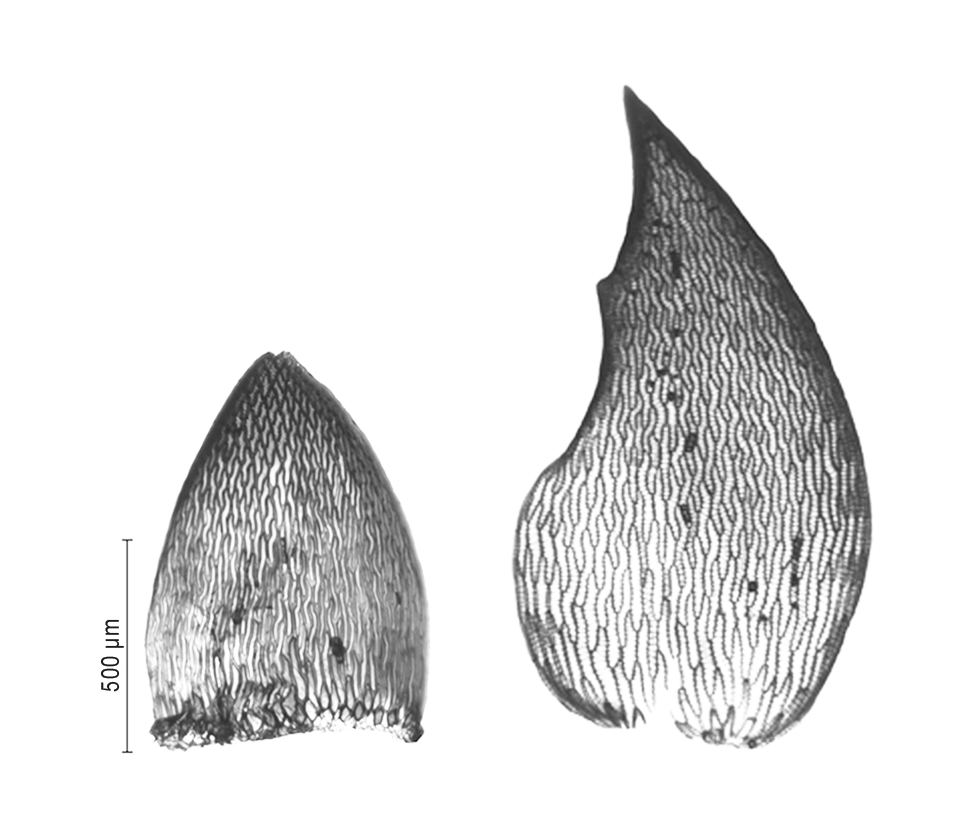 : Sphagnum (Subsecunda) contortum.