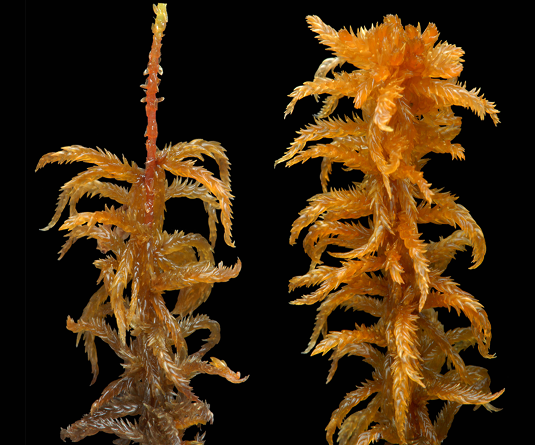 : Sphagnum (Subsecunda) contortum.