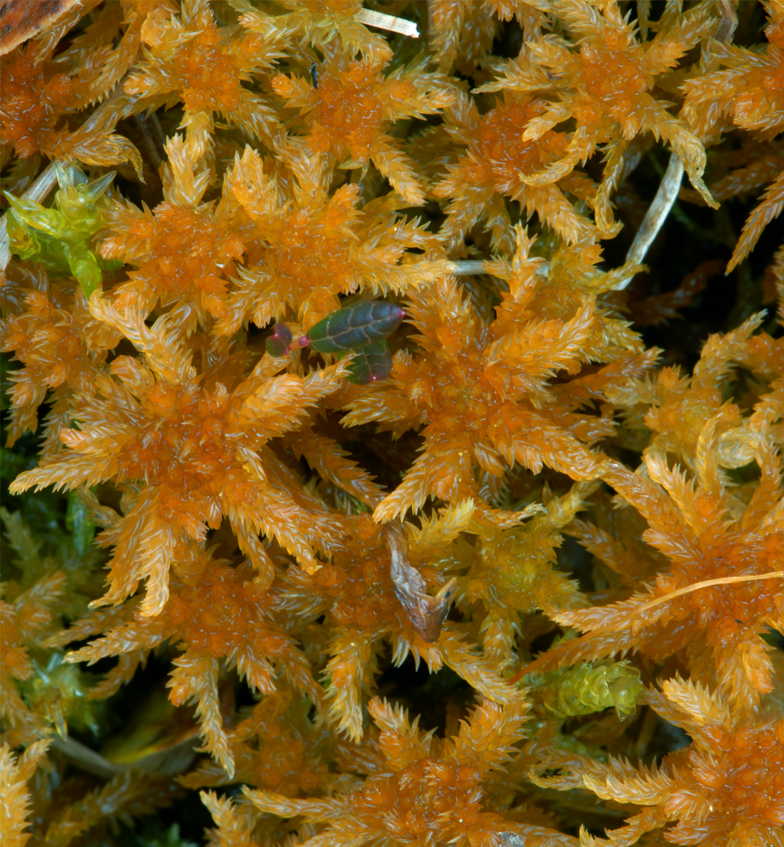 : Sphagnum (Subsecunda) contortum.